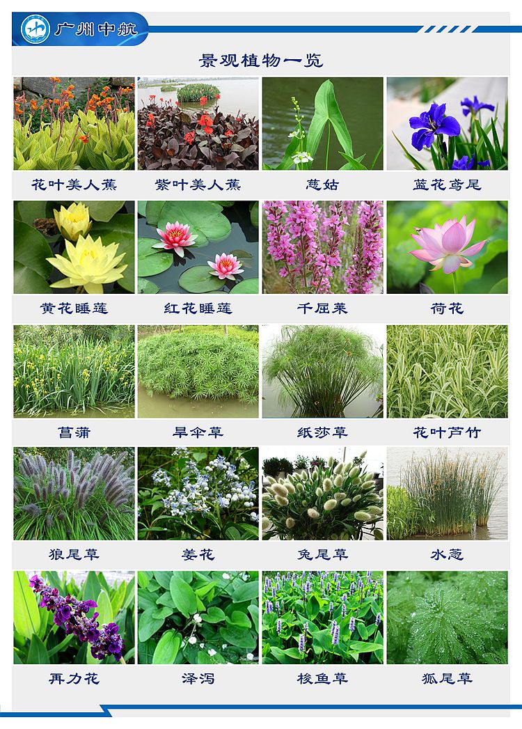 观赏及经济价值的高等水生植物或经改良驯化后的陆生草本,木本植物